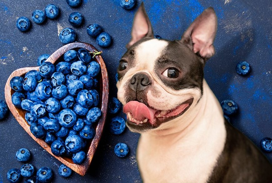 Superfoods for Pets: 10 Natural Foods to Boost Your Pet’s Health