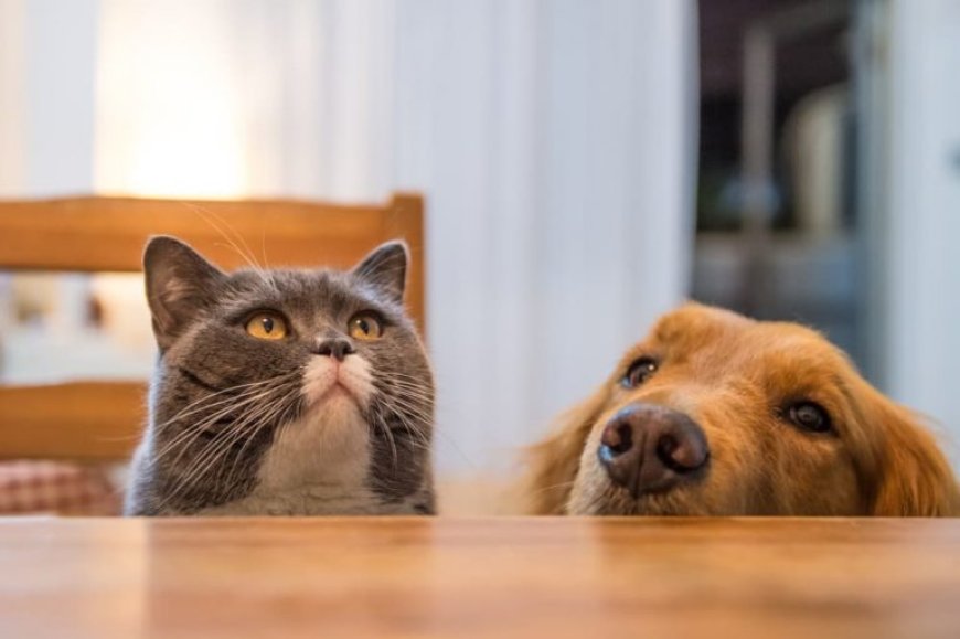 Safe & Toxic Foods for Dogs and Cats: What Every Pet Owner Should Know