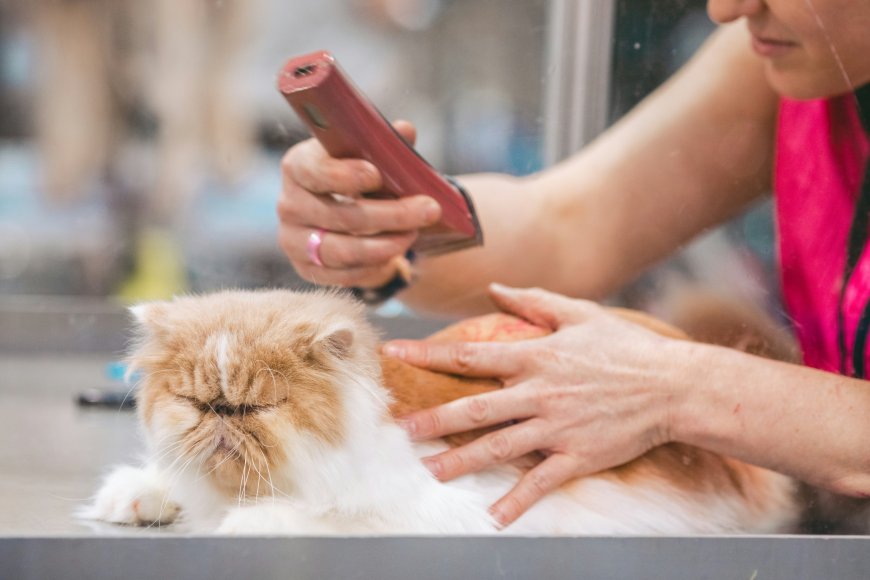 DIY Natural Pet Grooming: Shampoos, Conditioners & Flea Repellents