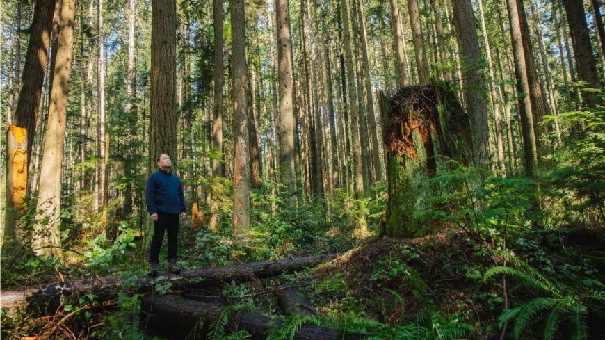 The Rise of Forest Therapy: How Nature Heals Anxiety and Depression