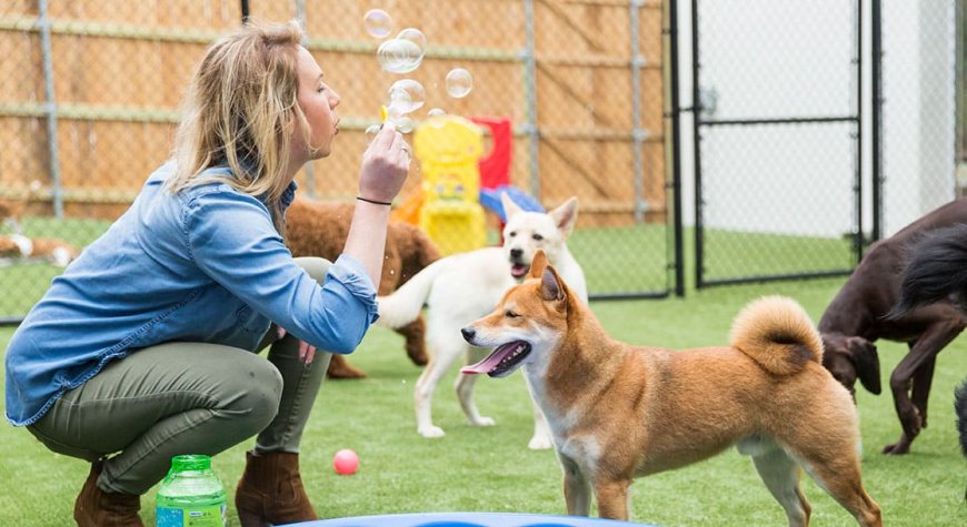 The Power of Play: How Games Boost Your Pet’s Mental Well-being