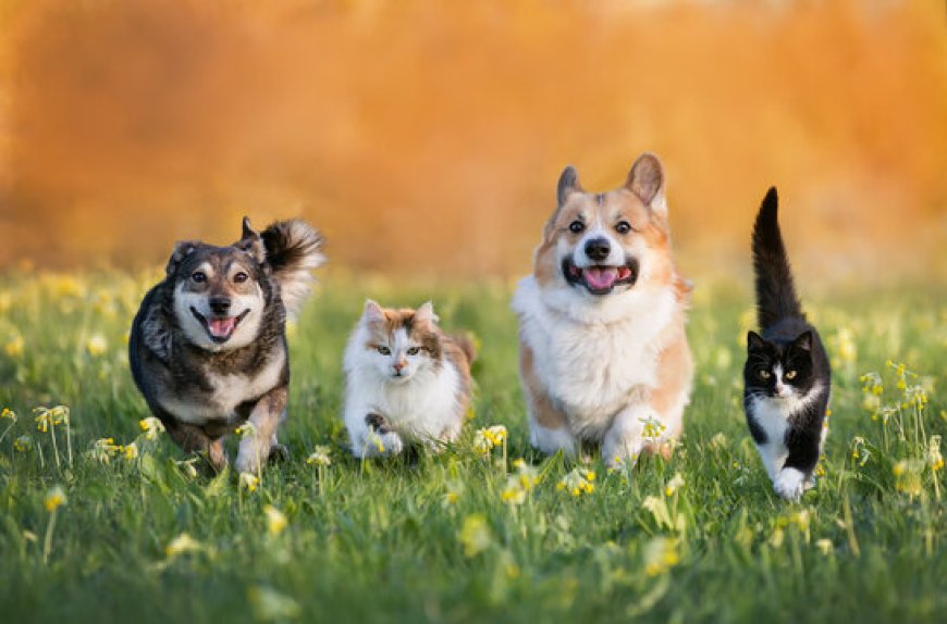 Fun Ways to Keep Your Pet Active Indoors & Outdoors