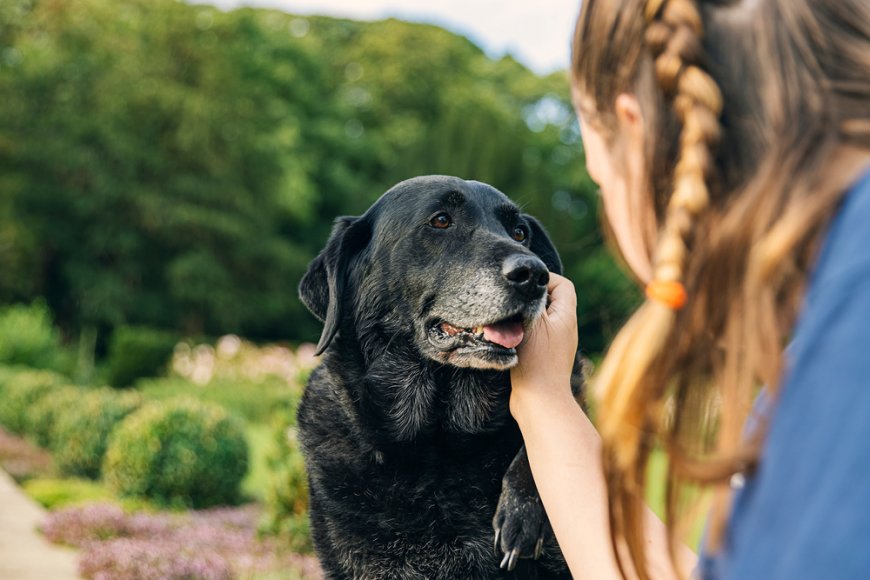 The Best Exercises for Senior Pets: Keep Your Furry Friend Mobile & Happy