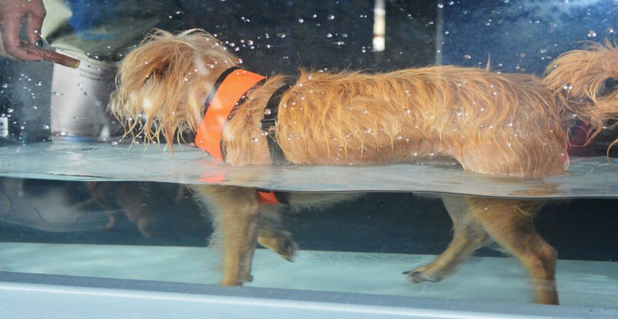 Hydrotherapy for Pets: The Ultimate Solution for Joint & Muscle Health