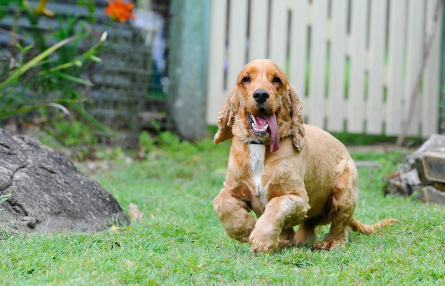 Eco-Friendly Pet Parenting: How to Reduce Your Pet’s Carbon Pawprint